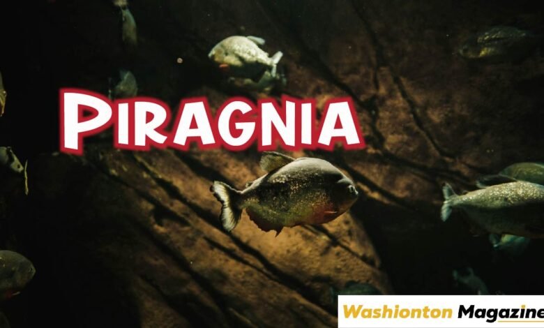 Piragnia